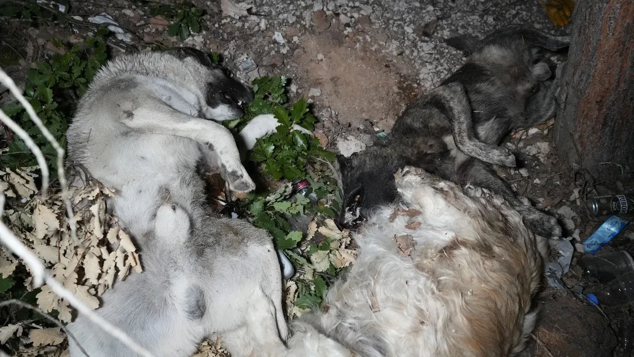 Şimdi de barınak yakınında ölü köpekler bulundu! 