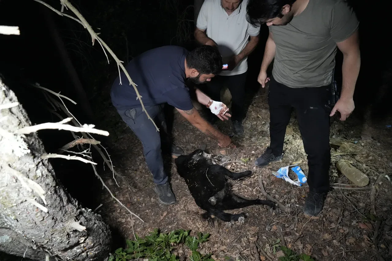Şimdi de barınak yakınında ölü köpekler bulundu!