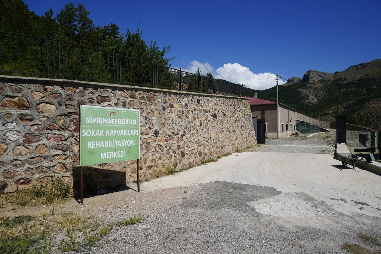 Şimdi de barınak yakınında ölü köpekler bulundu!