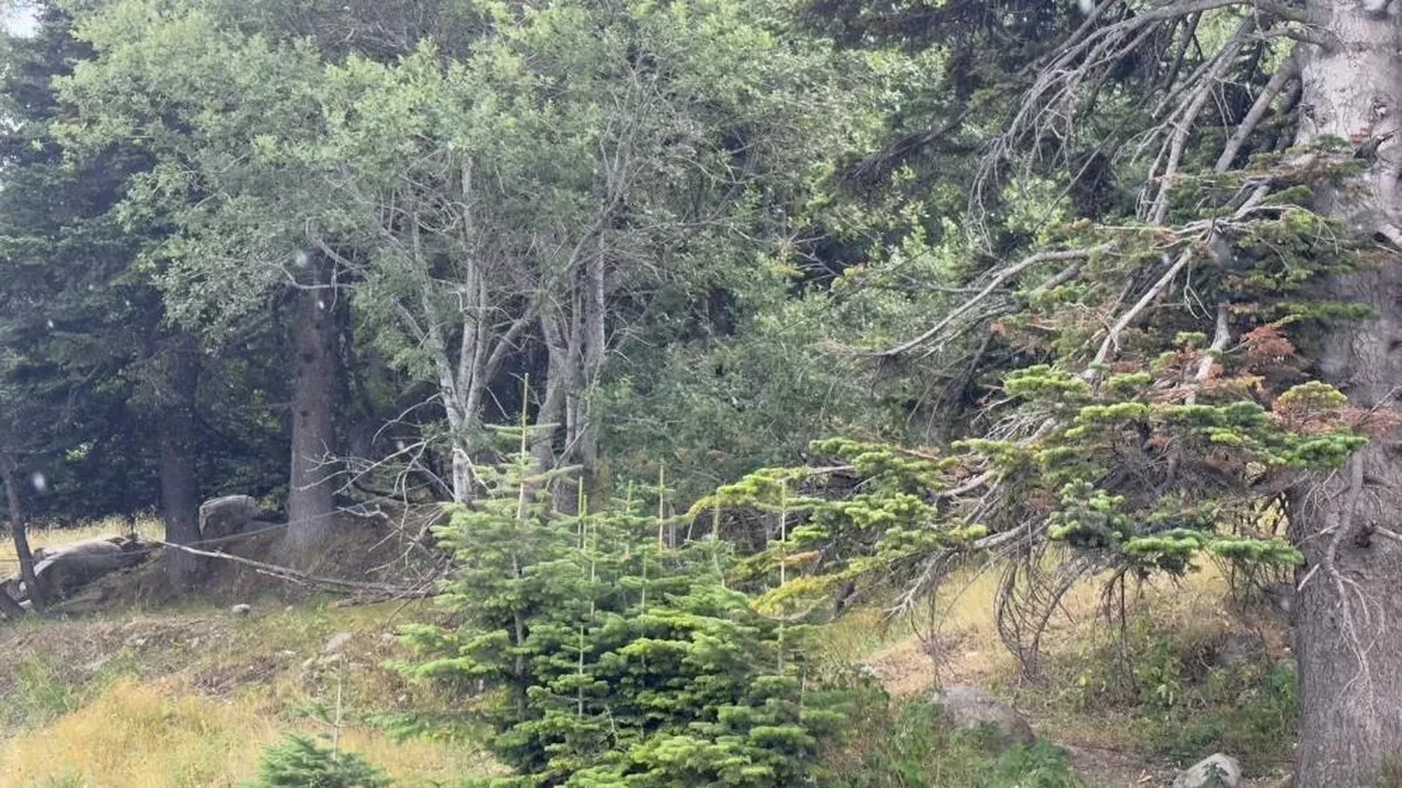 Uludağ 10 dakikalık yaz yağmuruyla serinledi