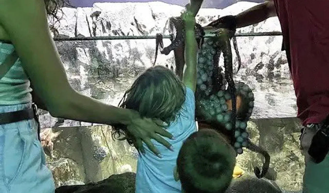 Akvaryum gezisi kabusa dönüştü! Dev ahtapot küçük çocuğun kolunu kaptı