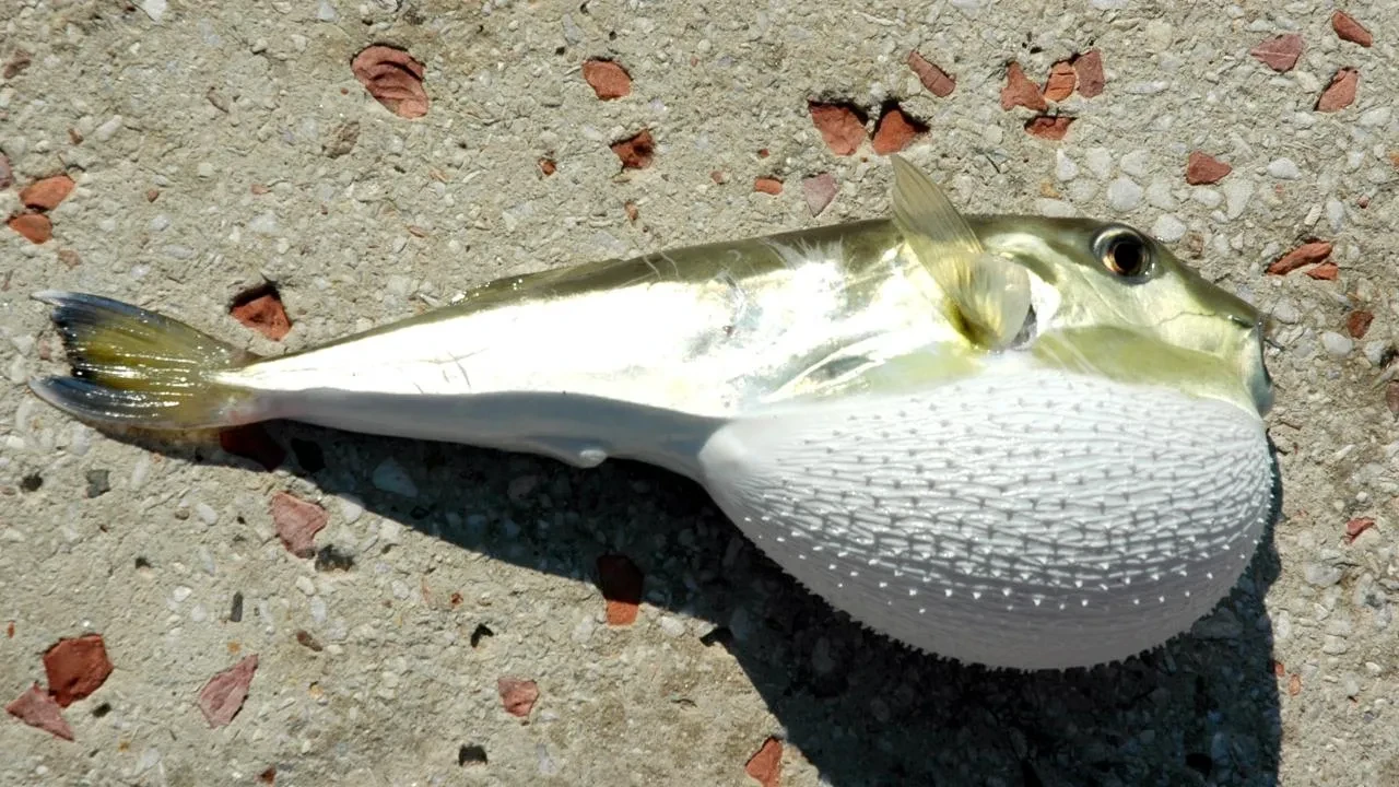 Balon balığı avlayana para desteği! Ödemeler arttırıldı: İşte adet fiyatı 