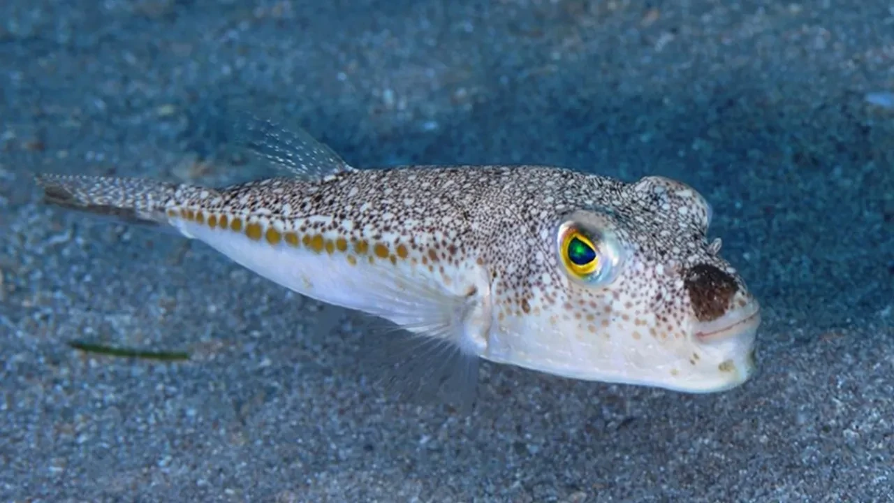 Balon balığı avlayana para desteği! Ödemeler arttırıldı: İşte adet fiyatı 