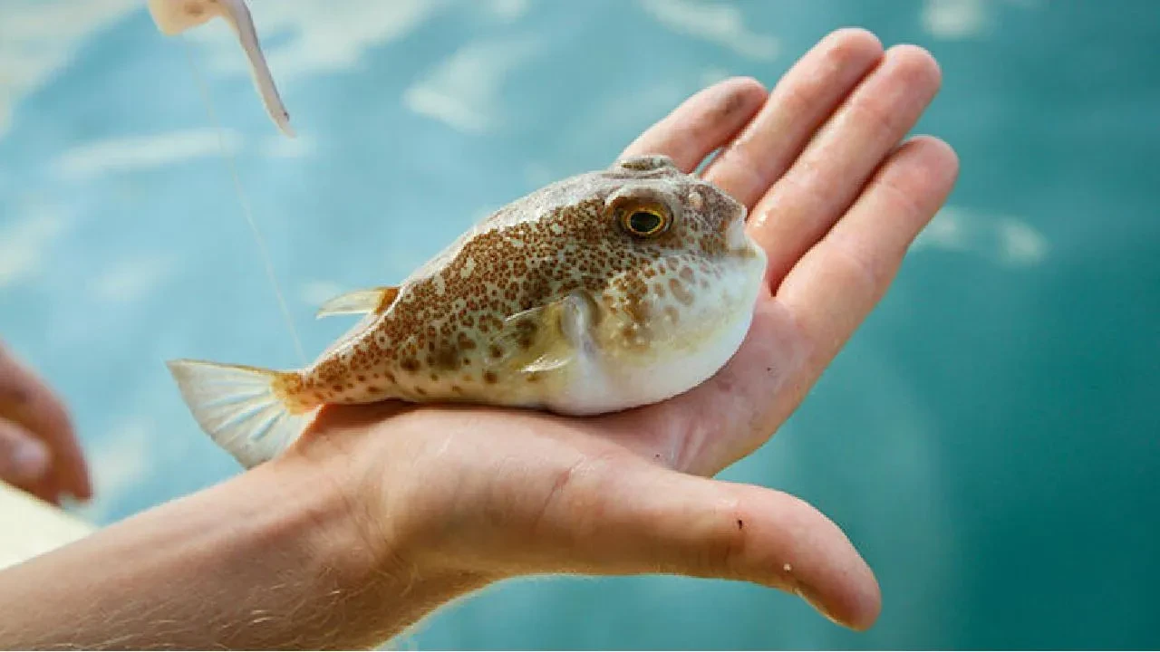 Balon balığı avlayana para desteği! Ödemeler arttırıldı: İşte adet fiyatı 