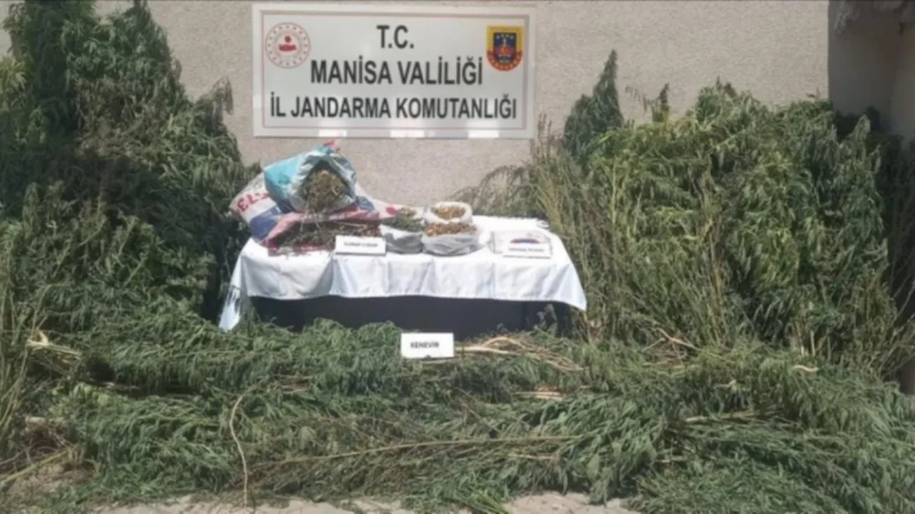 Jandarmadan kenevir operasyonu! Tarlanın içinde tespit edildi