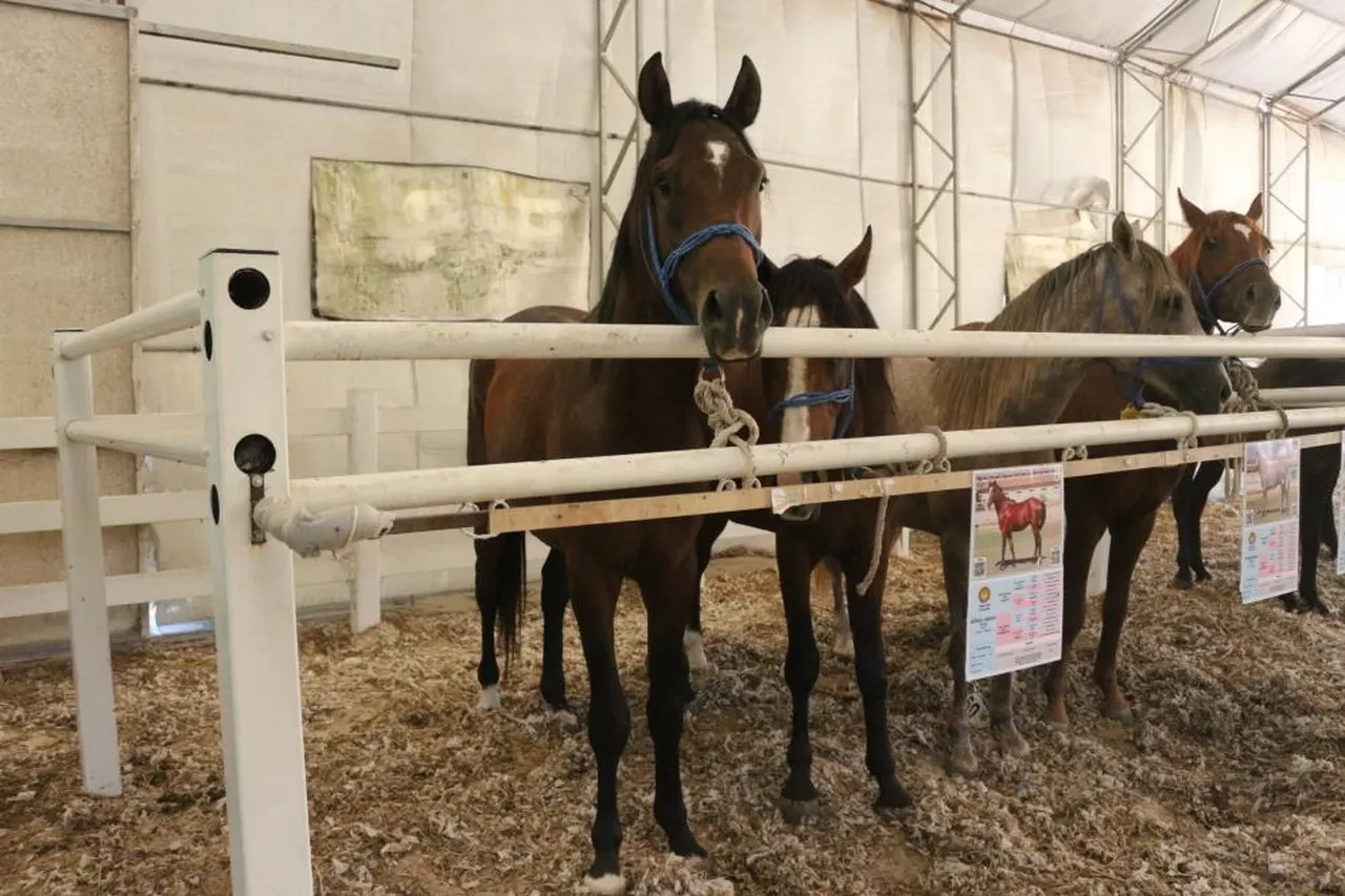 TİGEM’in en yüksek bedelli tayının fiyatı belli oldu!