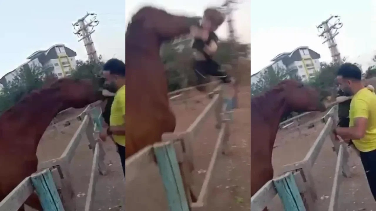 At dehşeti kamerada! Küçük çocuğu ısırıp, havaya fırlattı 