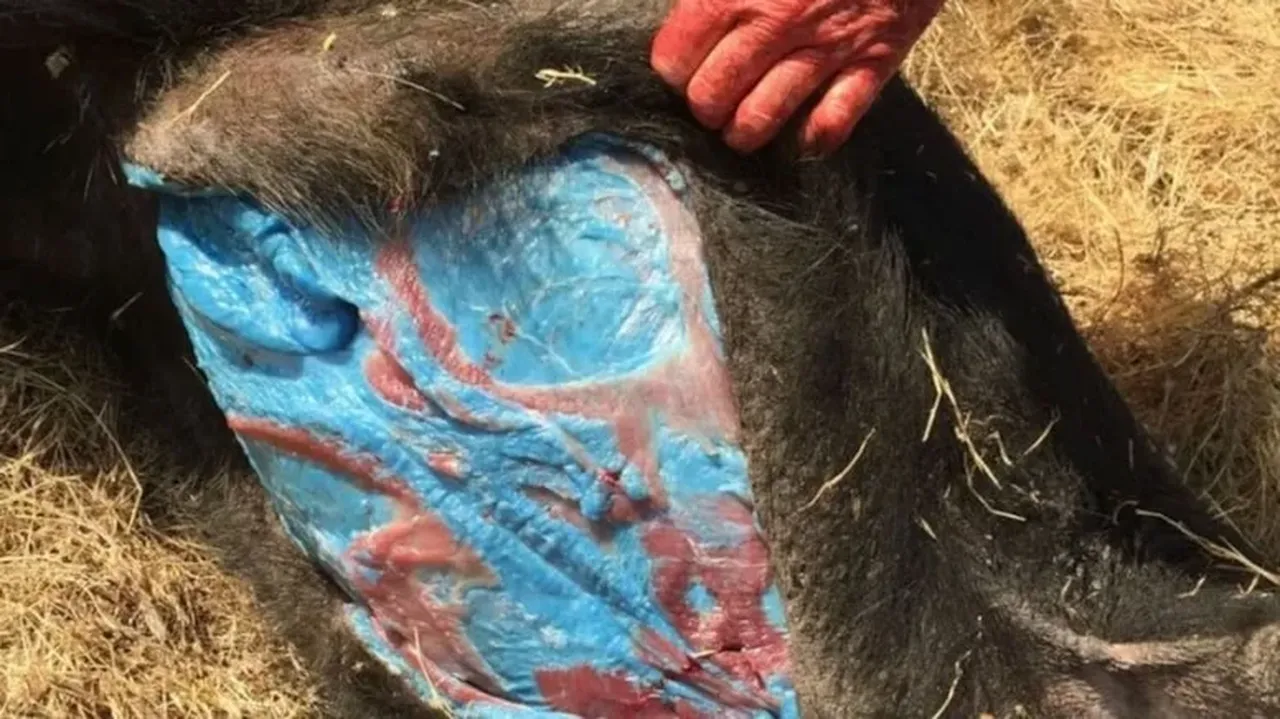 Domuzların iç organları maviye boyandı! Şoke eden olayın nedeni ortaya çıktı