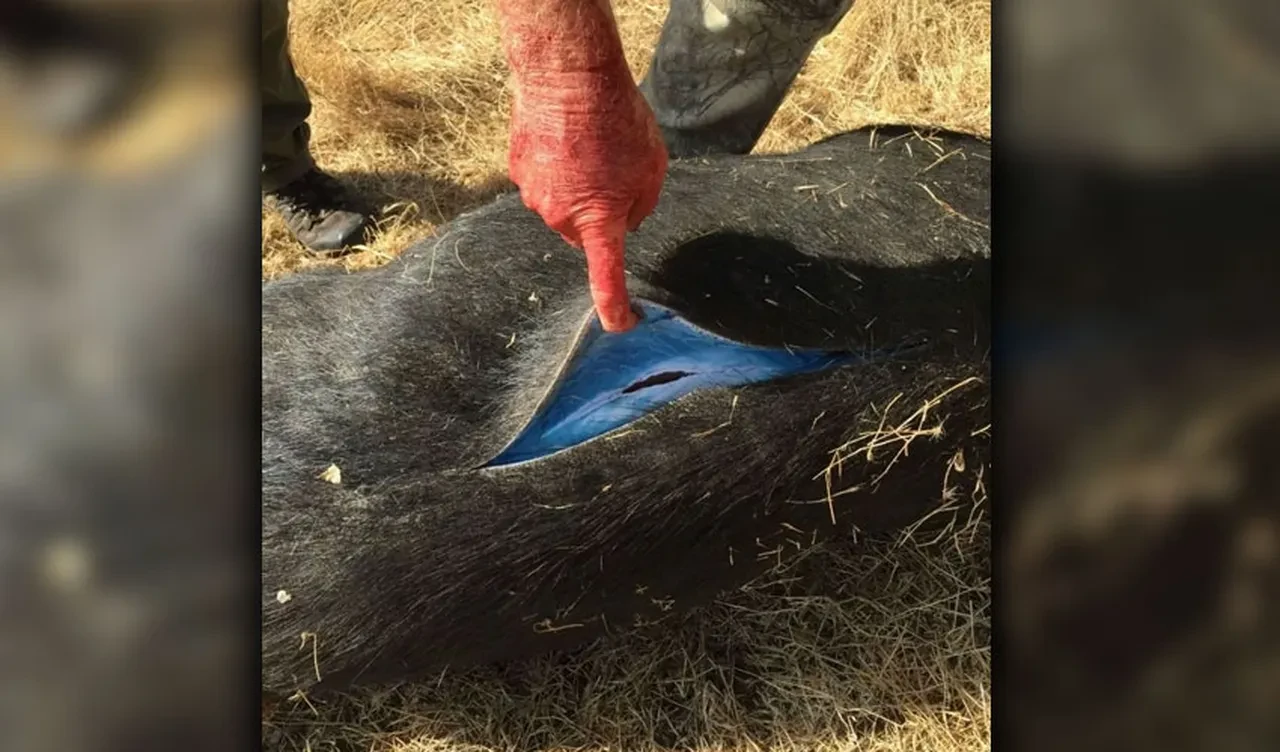 Domuzların iç organları maviye boyandı! Şoke eden olayın nedeni ortaya çıktı