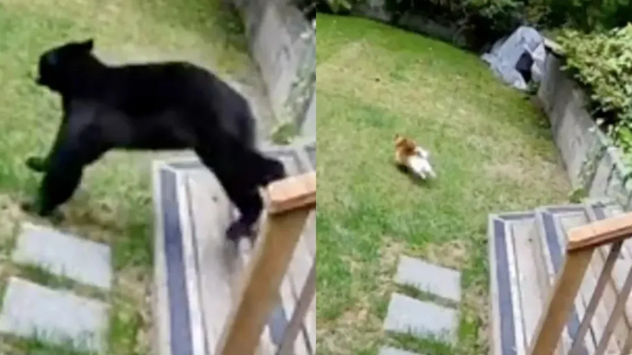 Kendi küçük cesareti büyük! Minicik köpek ayıyı kaçırdı
