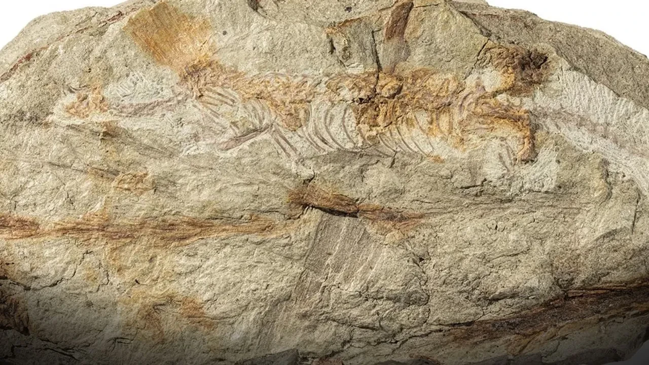 Şaşkına çeviren keşif! 247 milyon yıllık fosil paleontoloji dünyasını şoke etti
