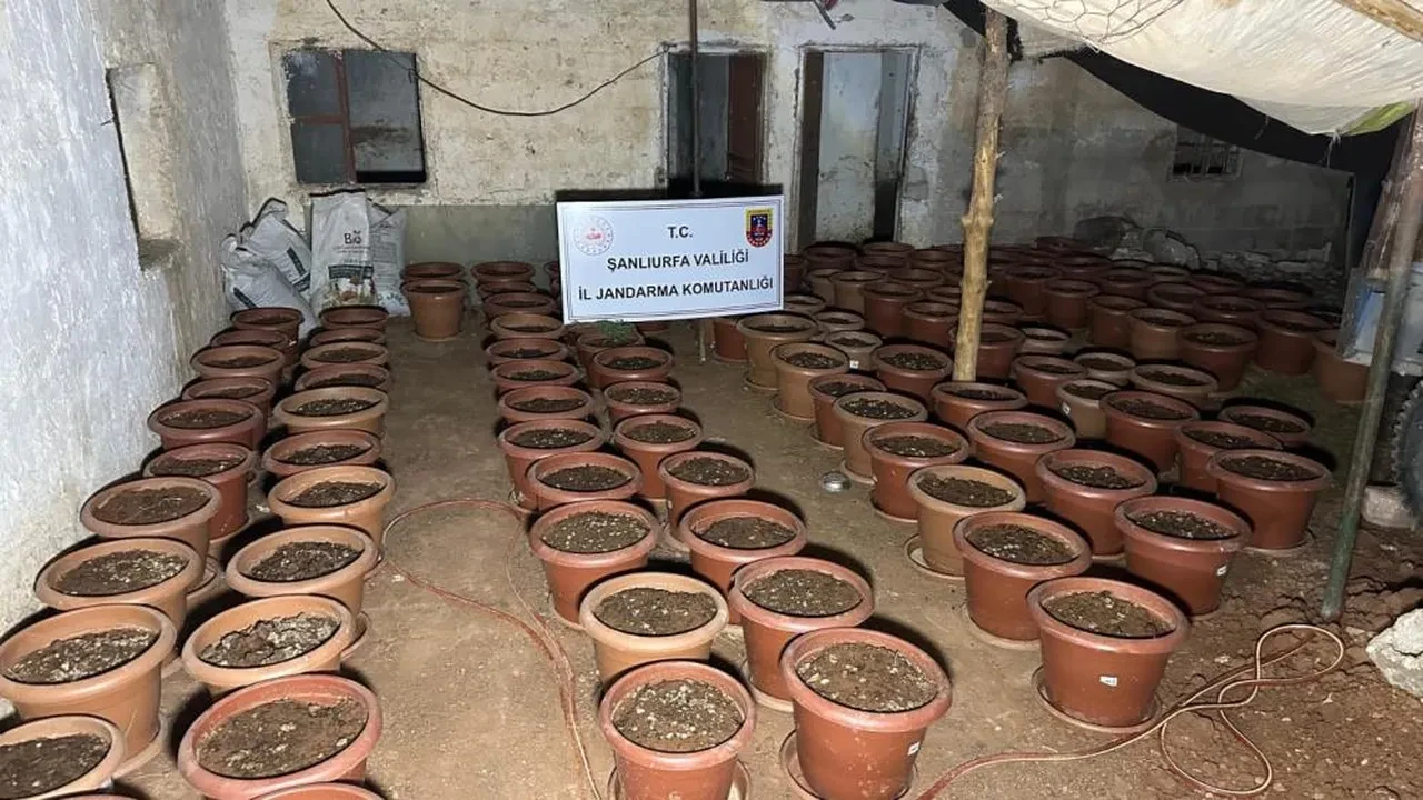 Silah kaçakçılığına geçit yok! Şanlıurfa'da kenevir detaylı büyük operasyonda 7 gözaltı!