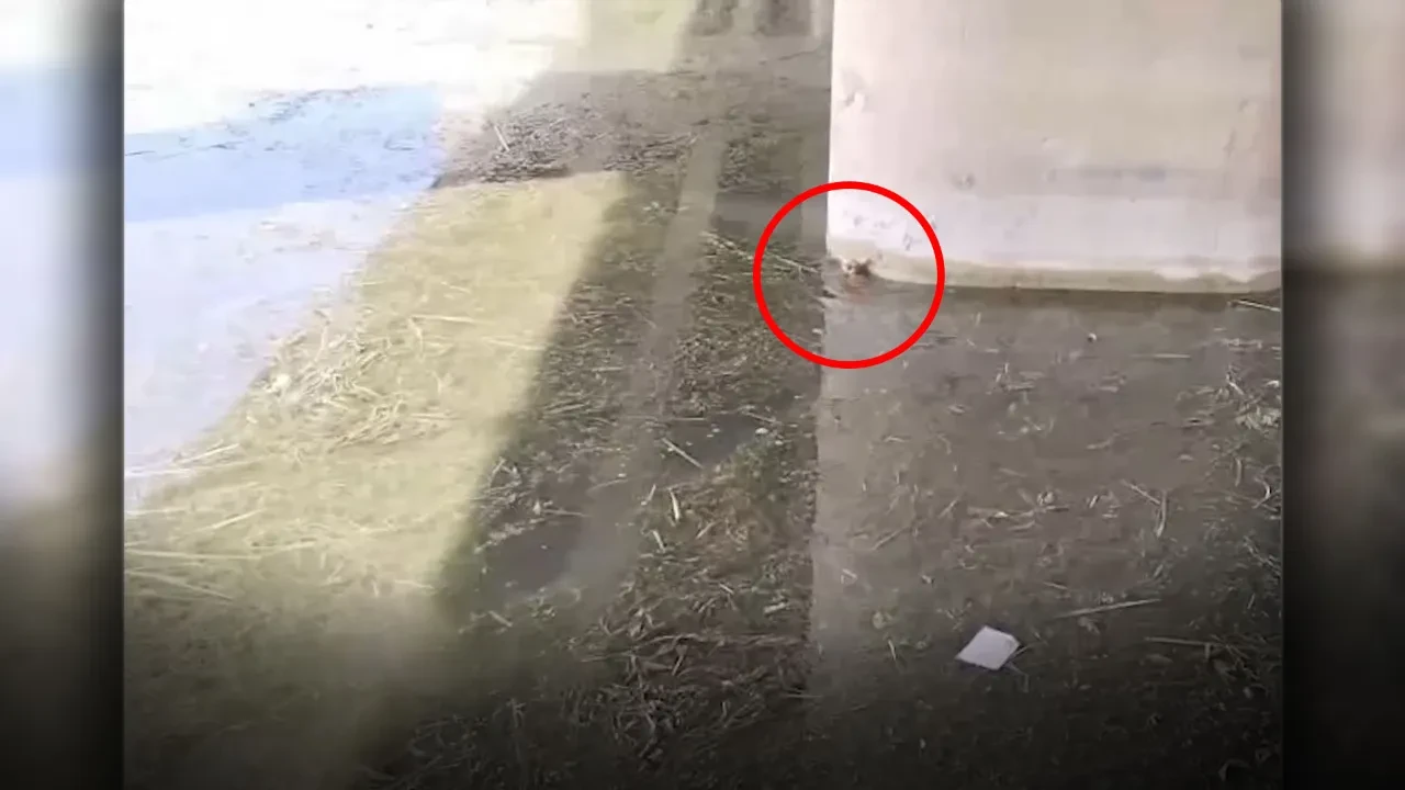 Suya düşüp hayatta kalma mücadelesi veren yavru kediyi itfaiye ekibi kurtardı! O anlar kamerada