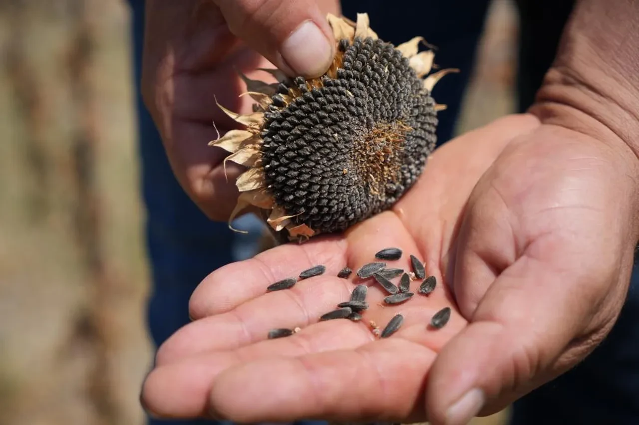 Trakya Birlik'in ayçiçeği avans fiyatı belli oldu: Üreticilerden tepki geldi!