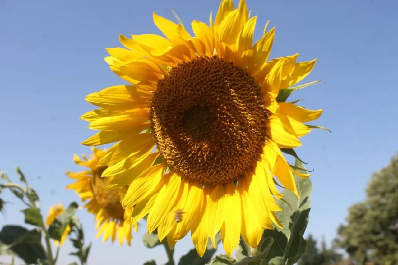Trakya Birlik'in ayçiçeği avans fiyatı belli oldu: Üreticilerden tepki geldi!