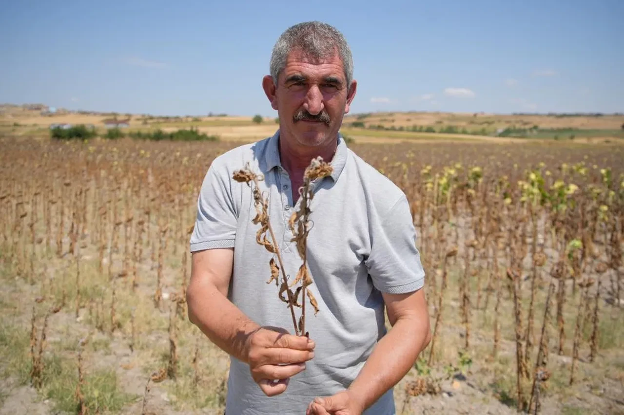 Trakya Birlik'in ayçiçeği avans fiyatı belli oldu: Üreticilerden tepki geldi!