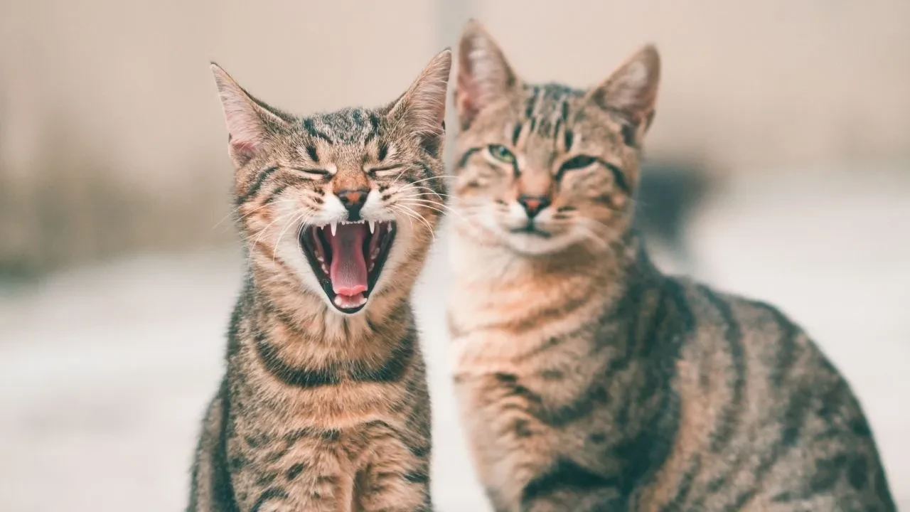 Uluslararası Kedi Günü ne zaman, bugün mü? Kedi Gününe özel mesajlar ilgi gördü