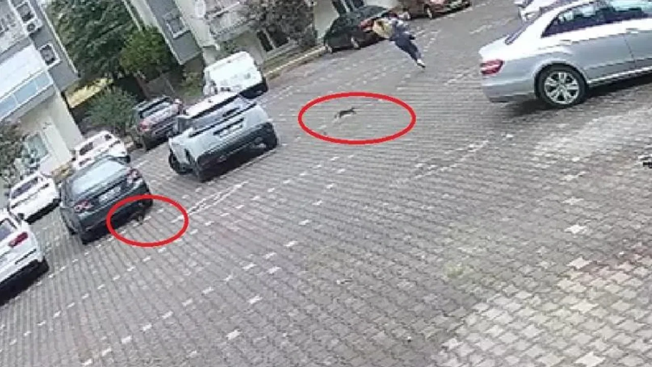 Yavru kedilerin oyunu, genç kadının yüreğine indirecekti! Dakikalarca kovaladılar