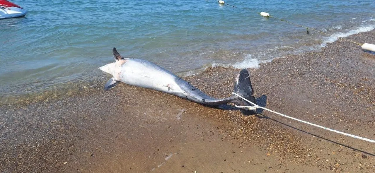 Bodrum’da ölü yunus sahile vurdu: Turistleri şoke eden görüntüler!
