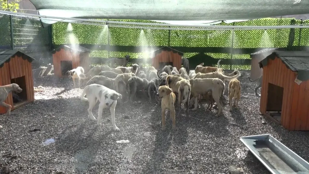Sıcak havalar yalnızca insanları değil köpekleri de vurdu! Fıskiyenin altında serinliyorlar