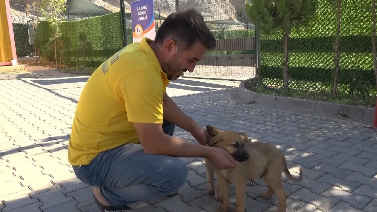 Sıcak havalar yalnızca insanları değil köpekleri de vurdu! Fıskiyenin altında serinliyorlar