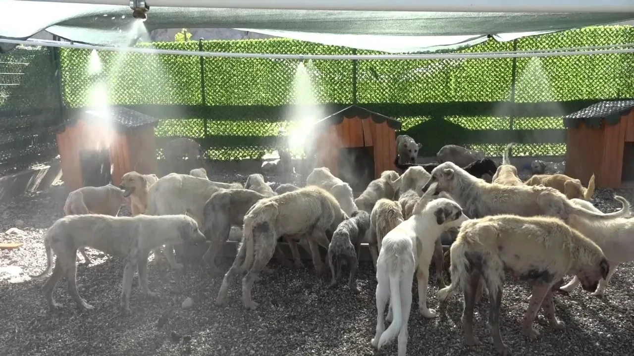 Sıcak havalar yalnızca insanları değil köpekleri de vurdu! Fıskiyenin altında serinliyorlar