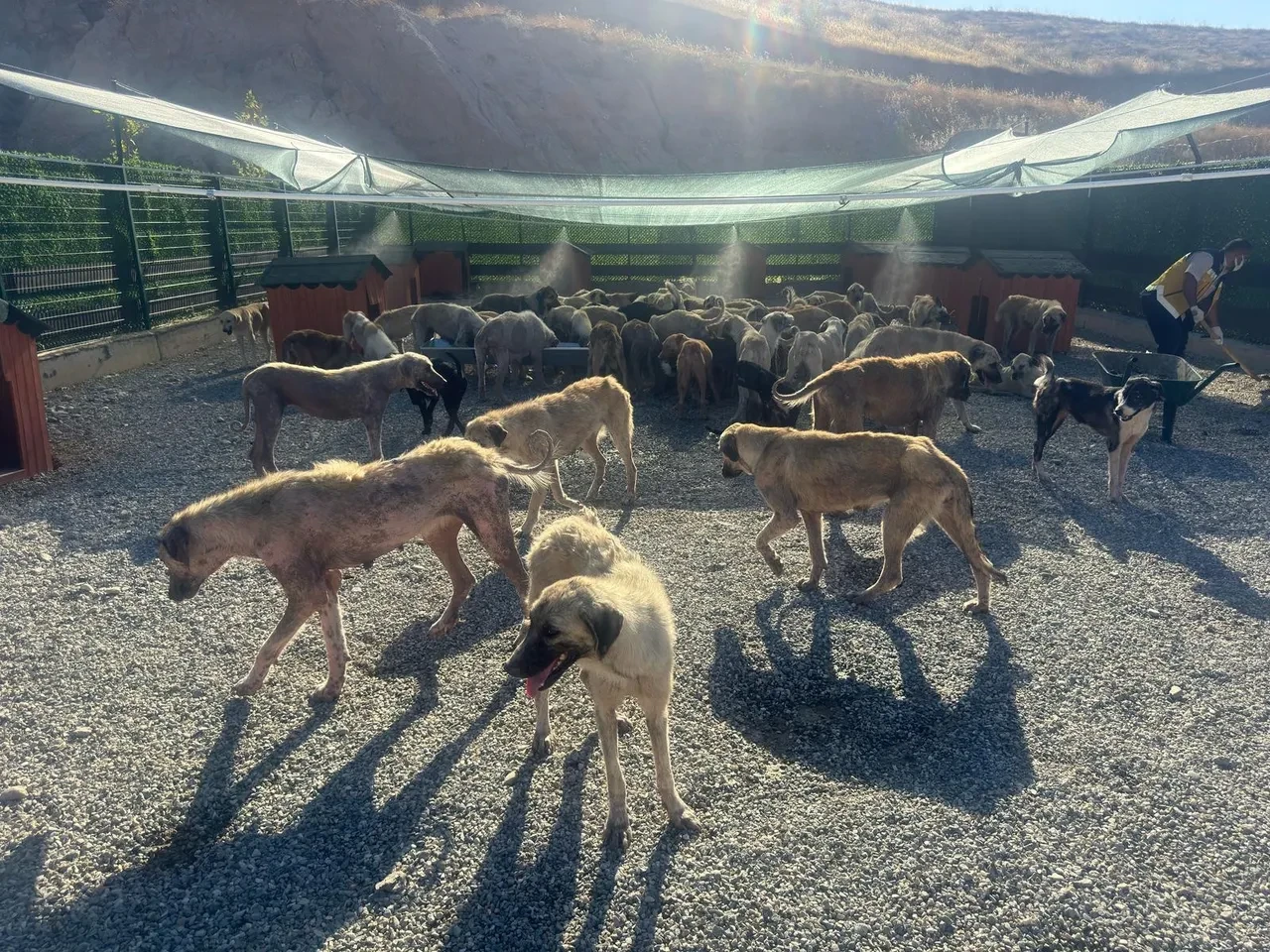 Sıcak havalar yalnızca insanları değil köpekleri de vurdu! Fıskiyenin altında serinliyorlar