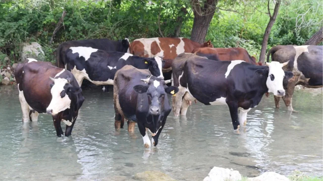 Sıcaklar bunalttı, hayvanlar suya girerek serinledi