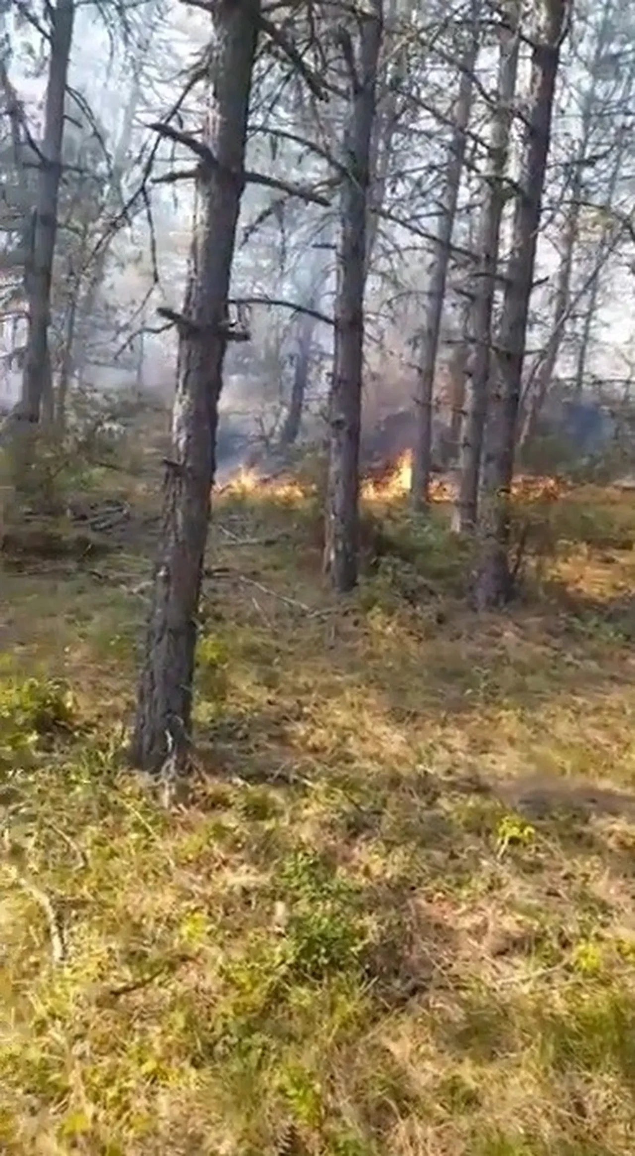 Sinop'ta orman yangını: Alevler ilerliyor, tahliyeler başladı