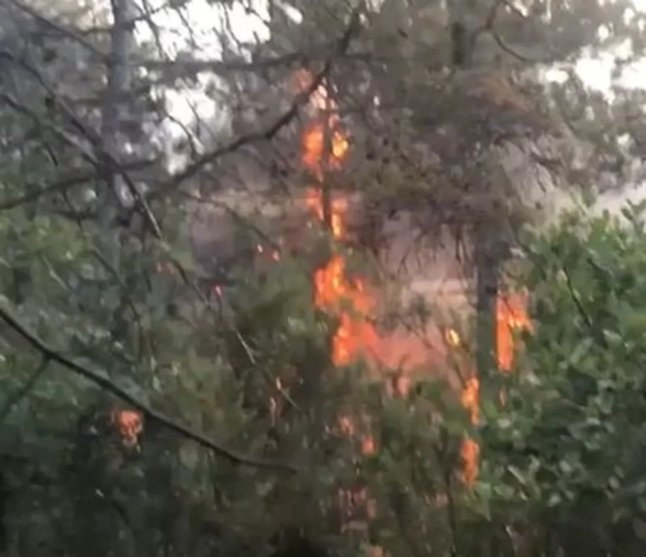 İstanbul'da orman yangını: Ataşehir'den alevler yükseldi