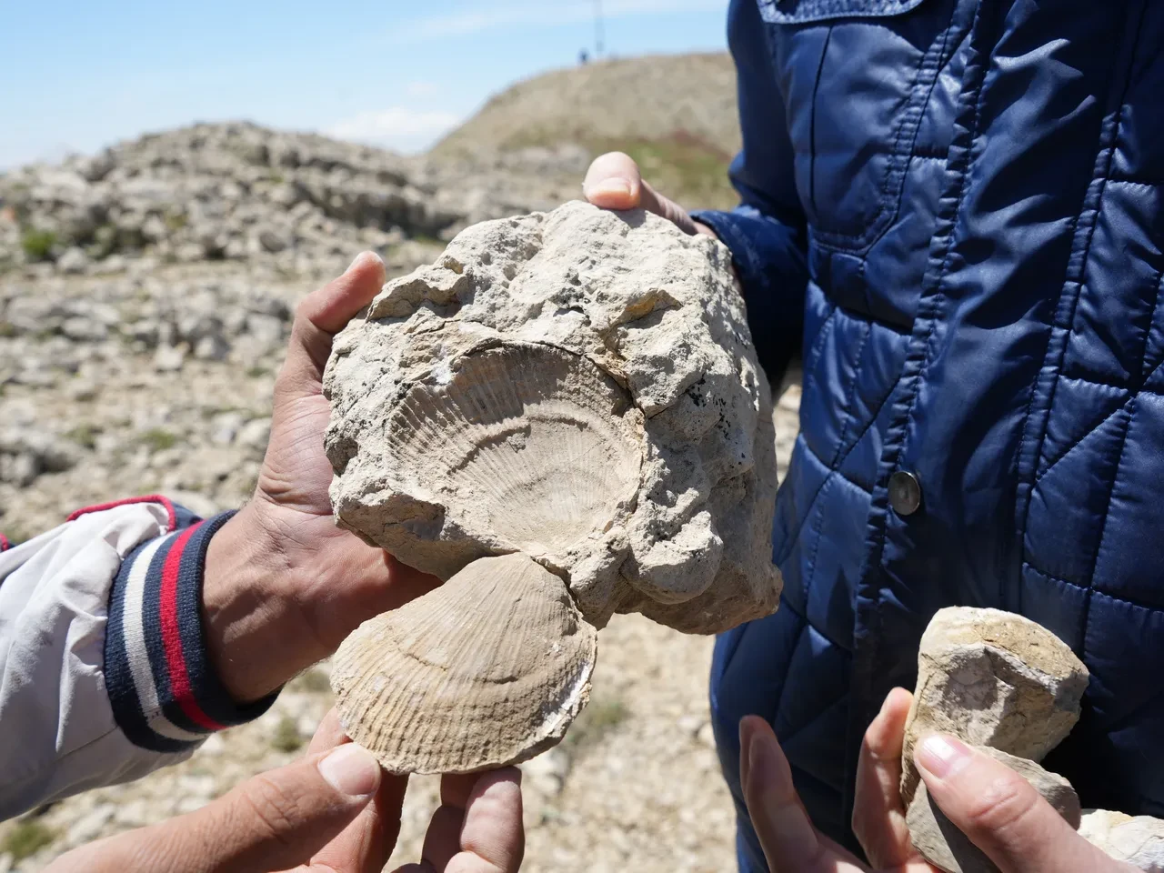 Ilgaz Dağı zirvesine tırmanan ekipten şaşırtan keşif! Tam 60 milyon yıllık deniz fosilleri bulundu