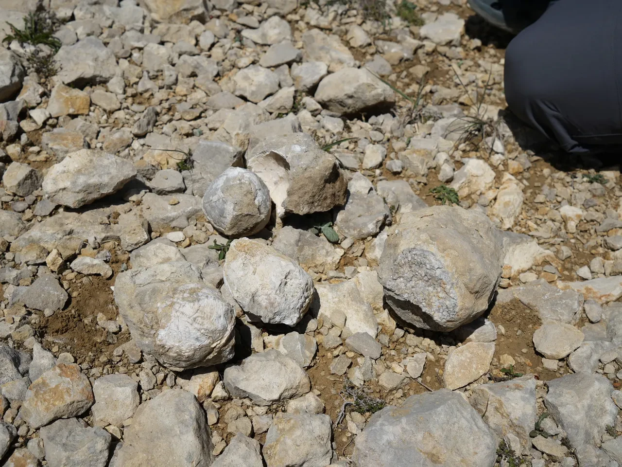 Ilgaz Dağı zirvesine tırmanan ekipten şaşırtan keşif! Tam 60 milyon yıllık deniz fosilleri bulundu