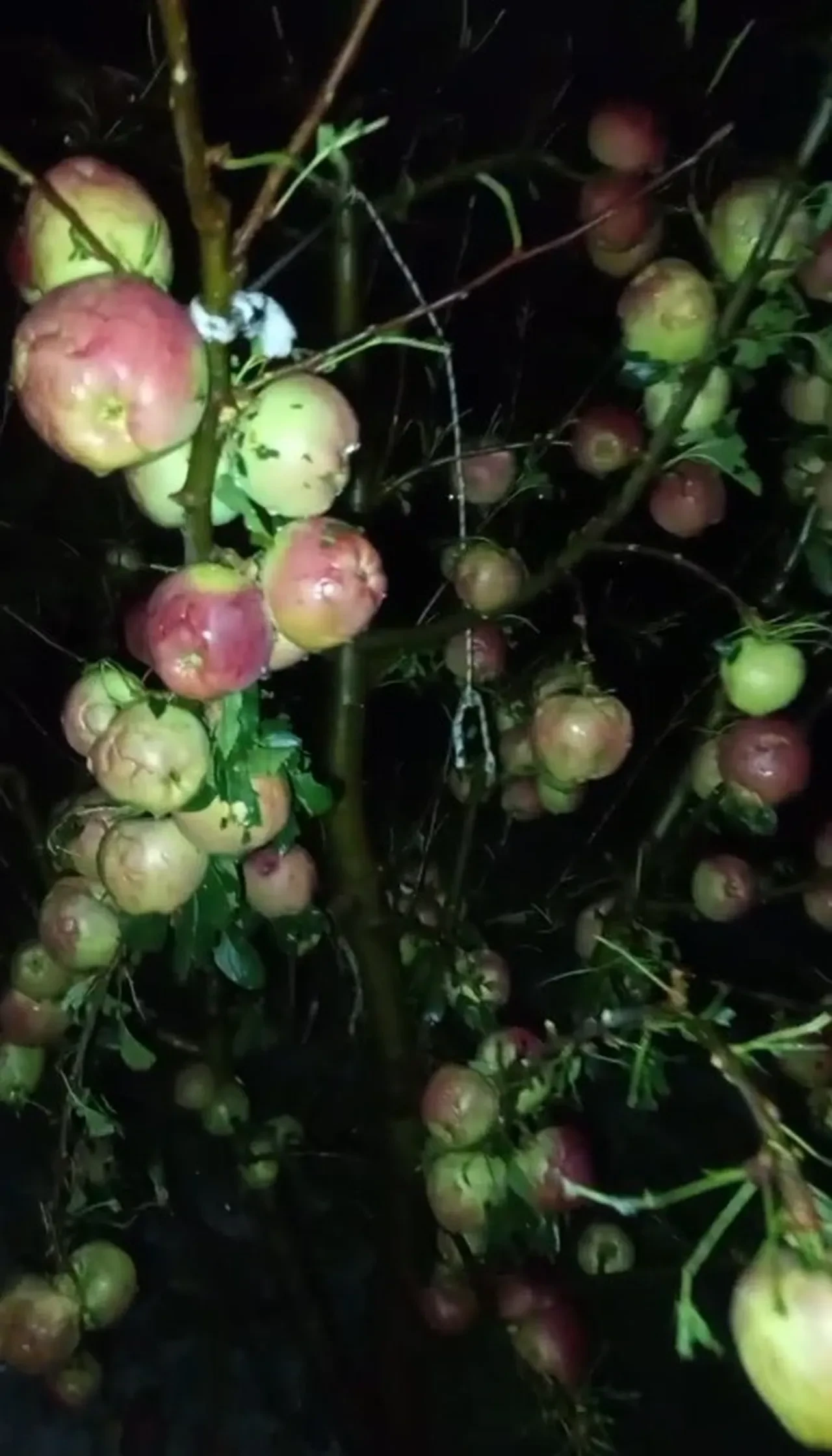 Kışın elma bulamayacak mıyız? 4 bin 200 ton elma doluya teslim oldu