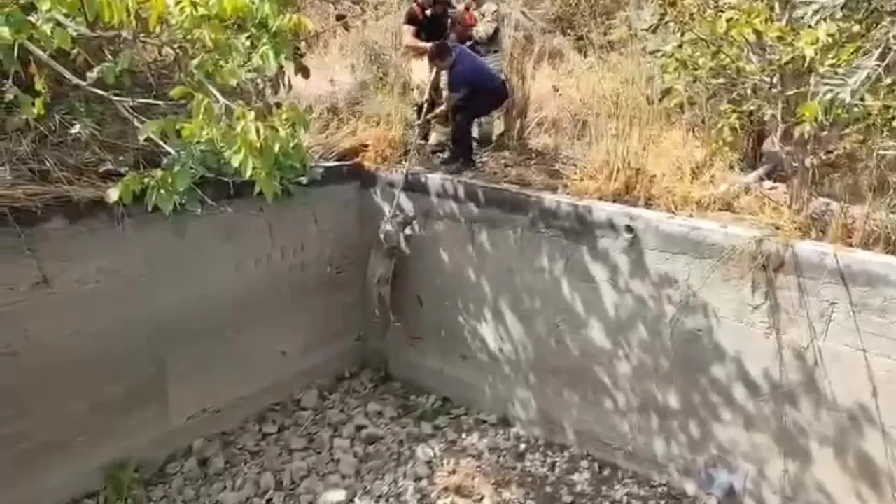 Sulama havuzuna düşen domuzu itfaiye kurtardı! O anlar kamerada