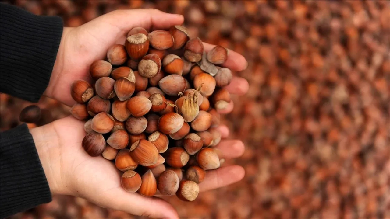 Türkiye fındık ihracatından 1 milyar 466 milyon dolar gelir sağladı