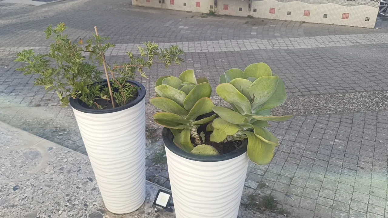 Antalya'da yaşayanlar dikkat! Saksı hırsızlığı başladı