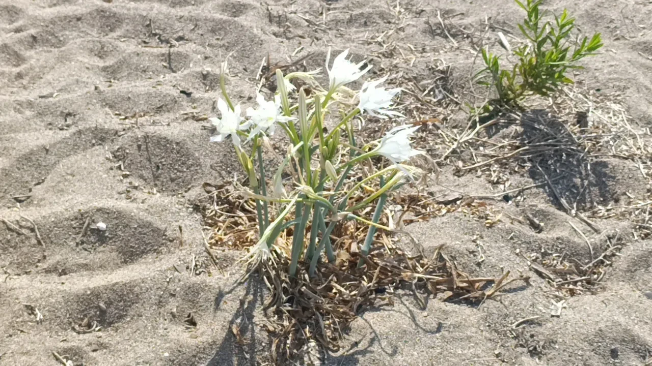 Nesli tükeniyor! Kum zambaklarını koparana dudak uçuklatan ceza