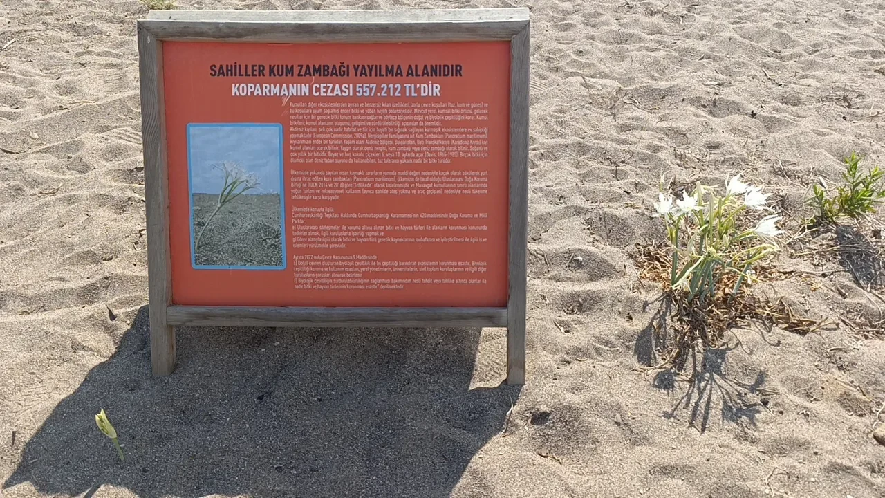 Nesli tükeniyor! Kum zambaklarını koparana dudak uçuklatan ceza