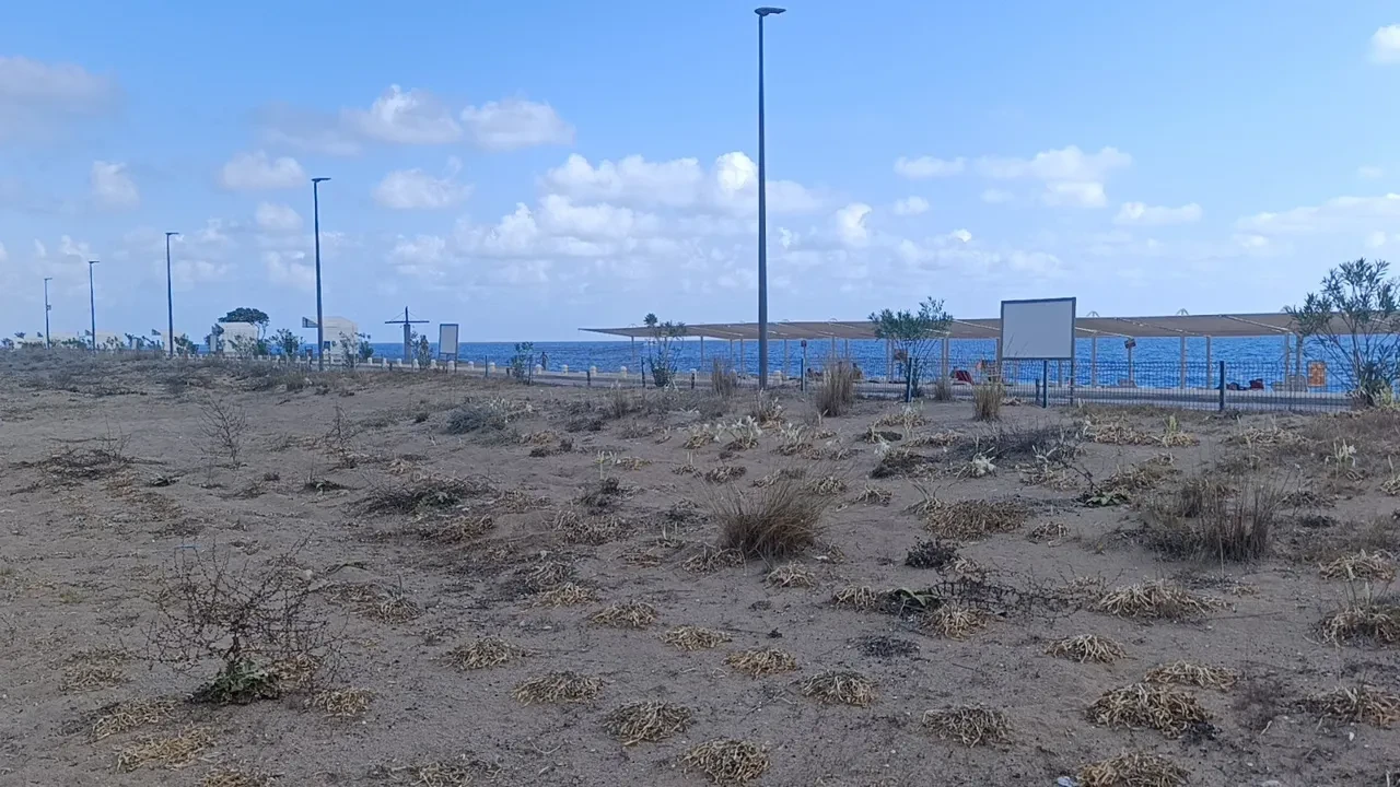 Nesli tükeniyor! Kum zambaklarını koparana dudak uçuklatan ceza