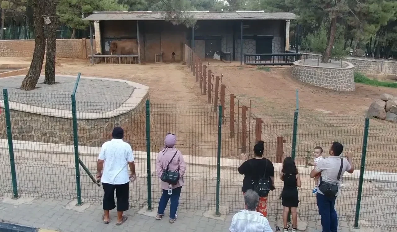 Dünyanın ilk Tüp bebek fili Gabi'ye Asyalı eş aranıyor! 'Nesli tükeniyor...'