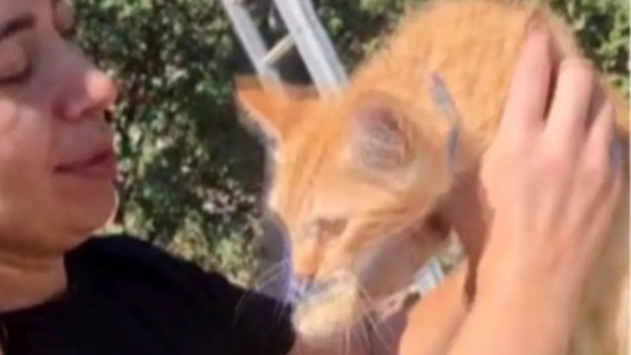 Ağaçtan inemeyen kedi, mahalleyi ayağa kaldırdı!