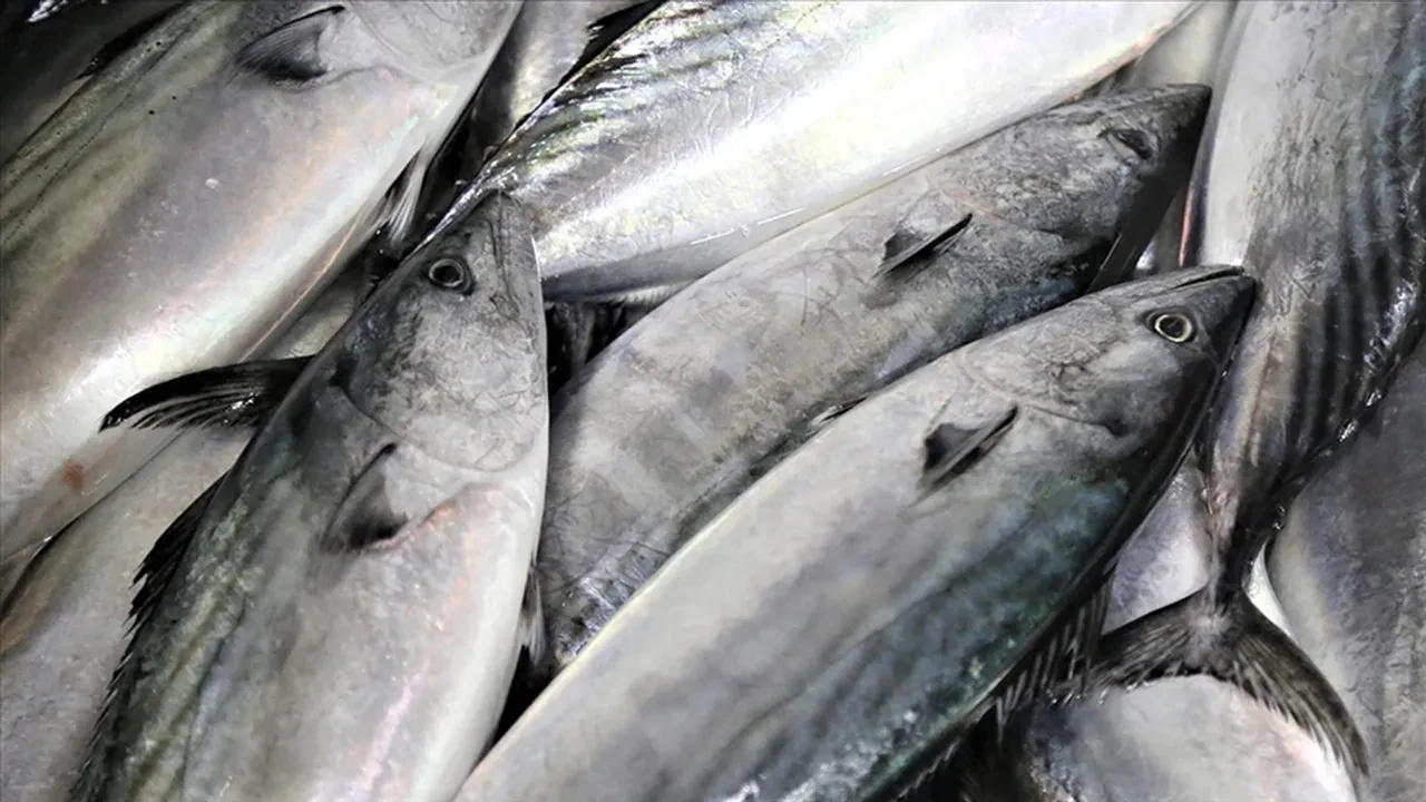 Balık tezgahında en bol balık belli oldu: Kilosu 100 lira