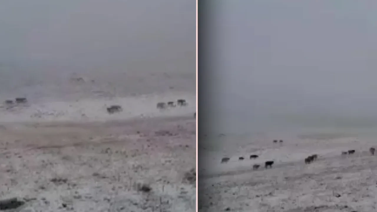 Erzurum’a yılın ilk karı yağdı! Her yer beyaza büründü 