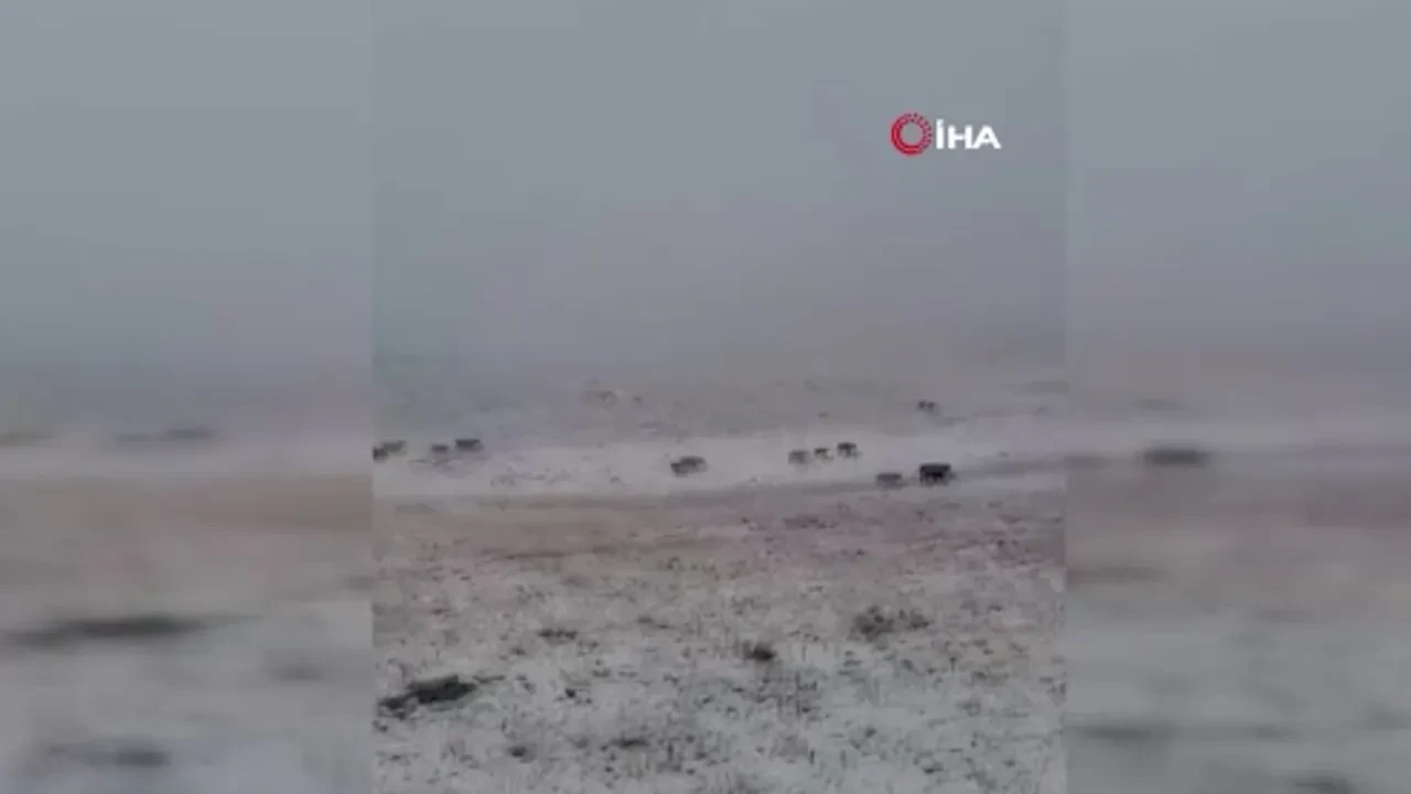 Erzurum’a yılın ilk karı yağdı! Her yer beyaza büründü