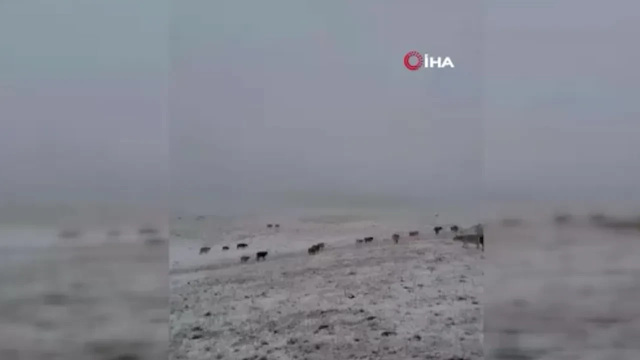 Erzurum’a yılın ilk karı yağdı! Her yer beyaza büründü