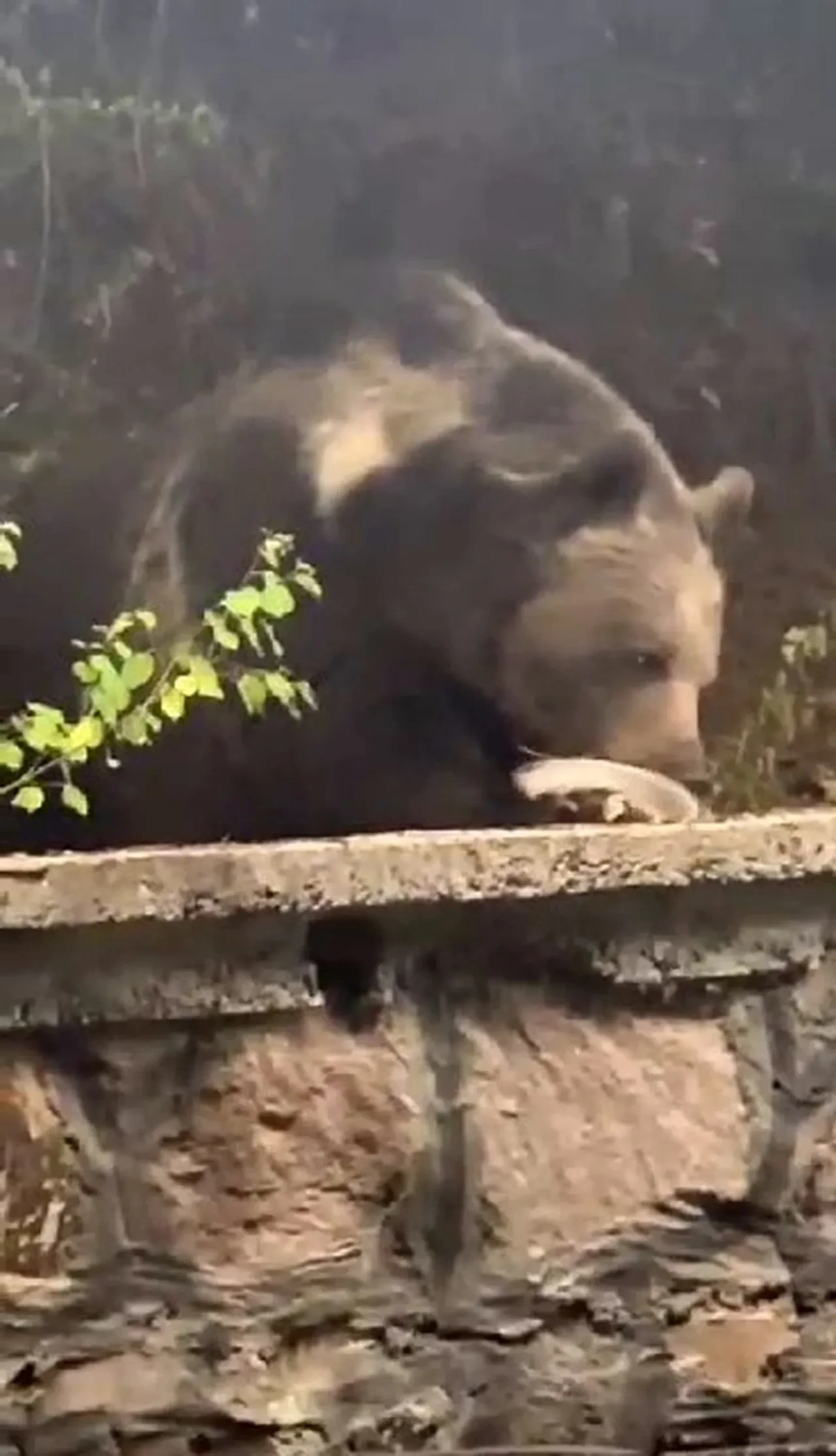 Ankara'da şaşkına çeviren görüntü! Lokantaya giren ayı masada servis bekledi