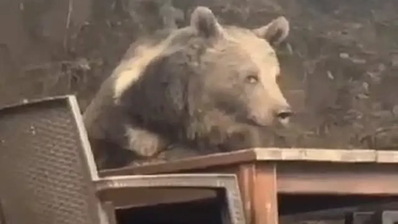 Ayı lokantaya girdi, masaya oturdu, servis bekledi!