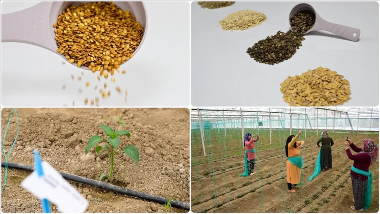 Batı Akdeniz'de hububat sektörünün ihracatı yüzde 136,65 arttı