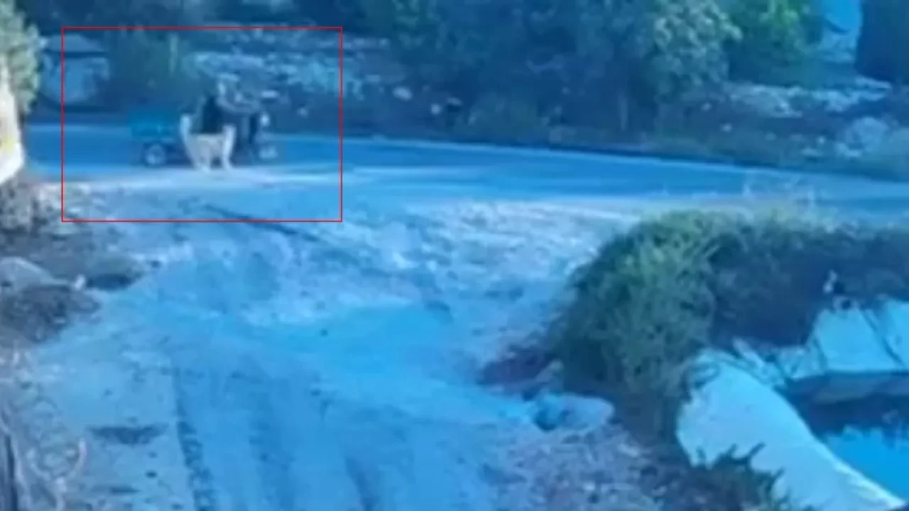 Köpek saldırdı, motosiklet devrildi: O anlar saniye saniye kamerada