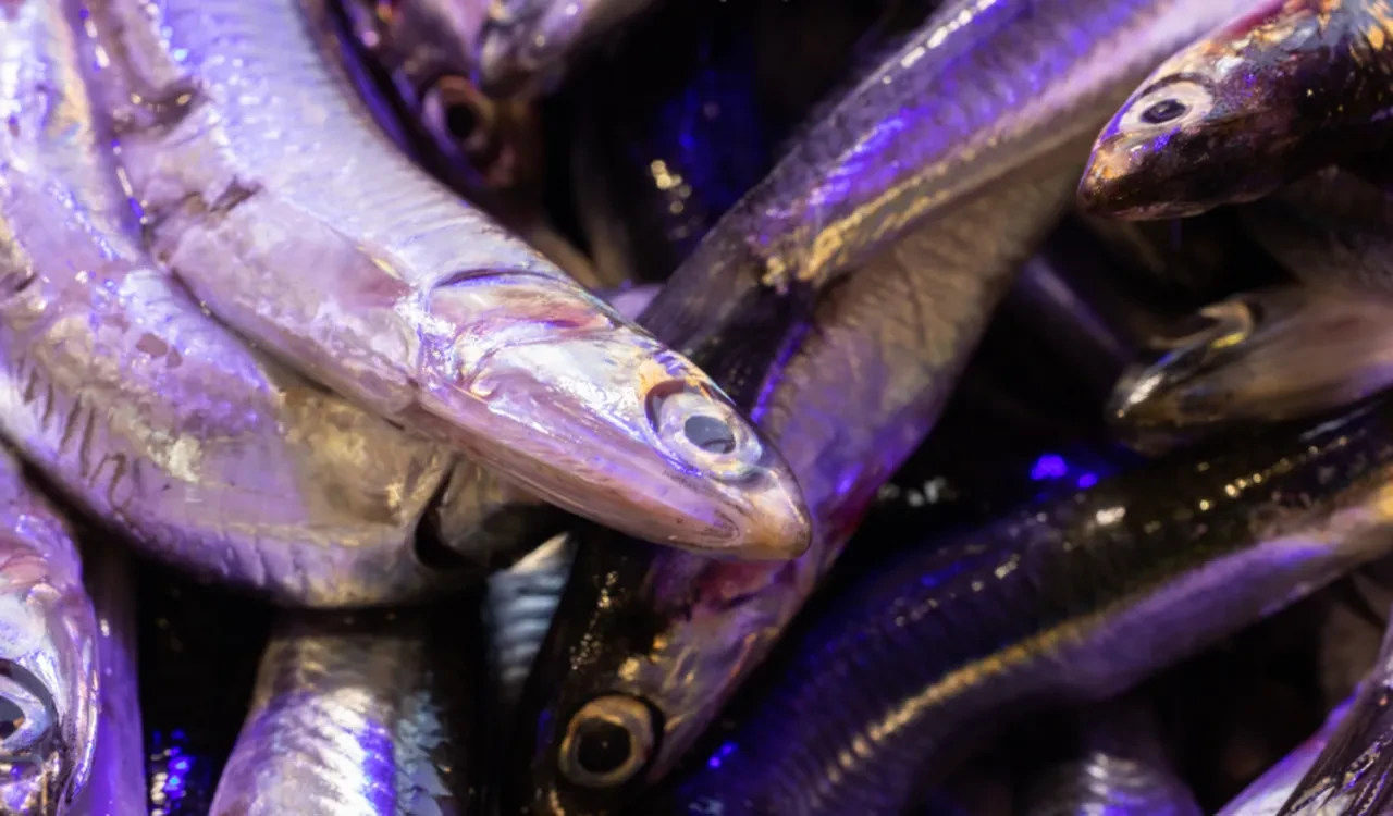 Hamsi ihracatı 9,9 milyon dolara ulaştı: 19 ülkeye satış